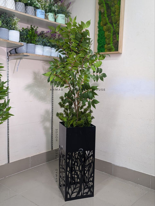 Toona Sinensis with Laser-Cut Metal Planter