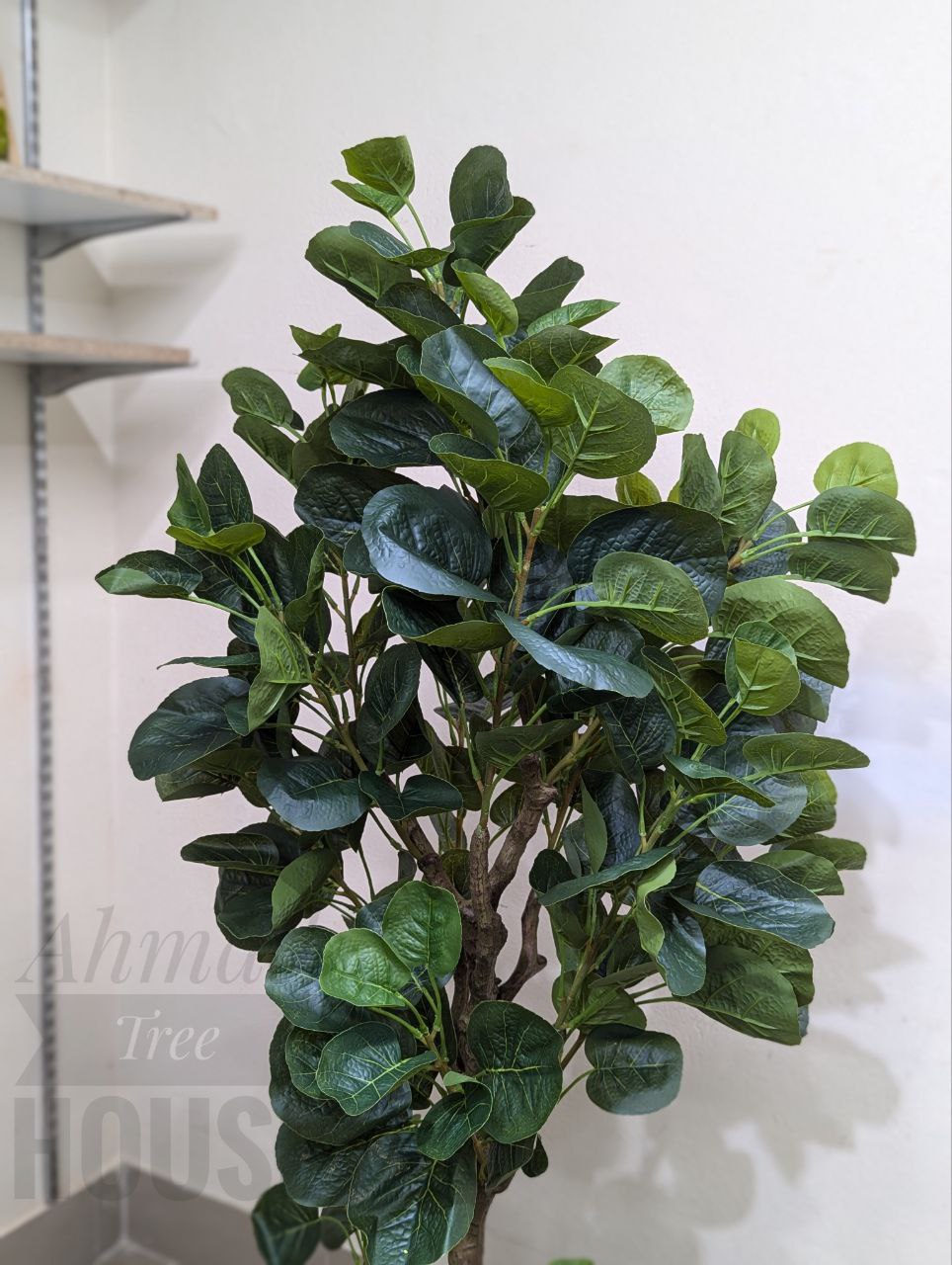 Fiddle Leaf Fig with Black Fiber Planter