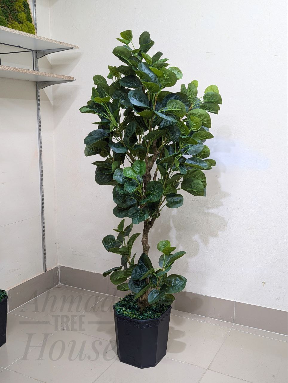 Fiddle Leaf Fig with Black Fiber Planter