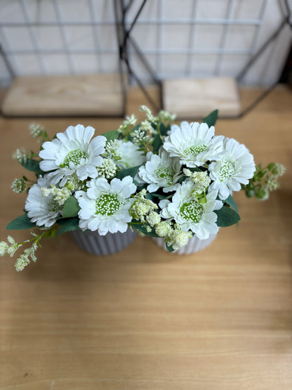 2 Green Plants Combo – 450 TK