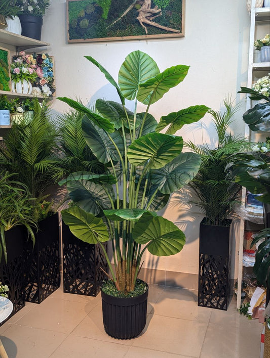 Alocasia Plant