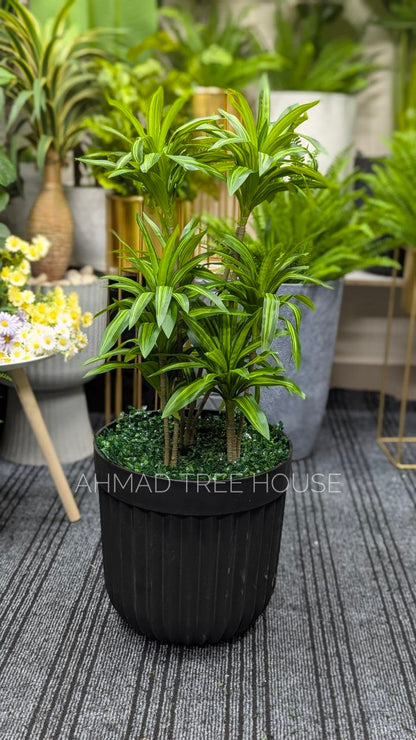 Artificial Dracaena Plant with Black Ribbed Planter | Premium Home & Office Decor – Ahmad Tree House