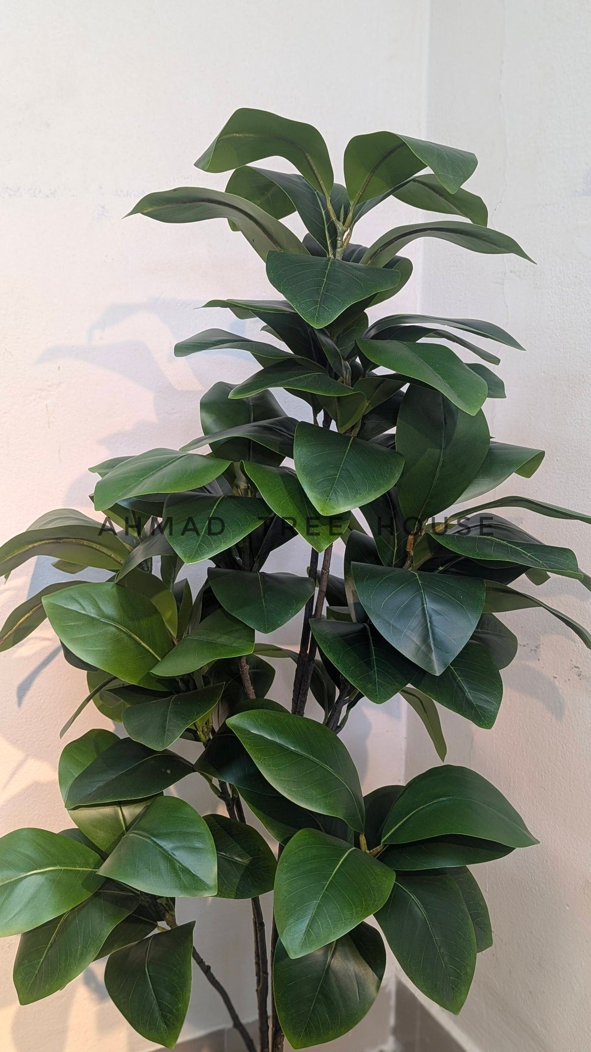 The Timeless Evergreen: Lush Rubber Plant in Matte Ebony Planter