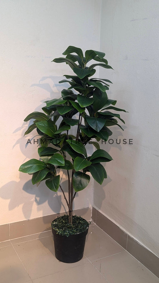 The Timeless Evergreen: Lush Rubber Plant in Matte Ebony Planter