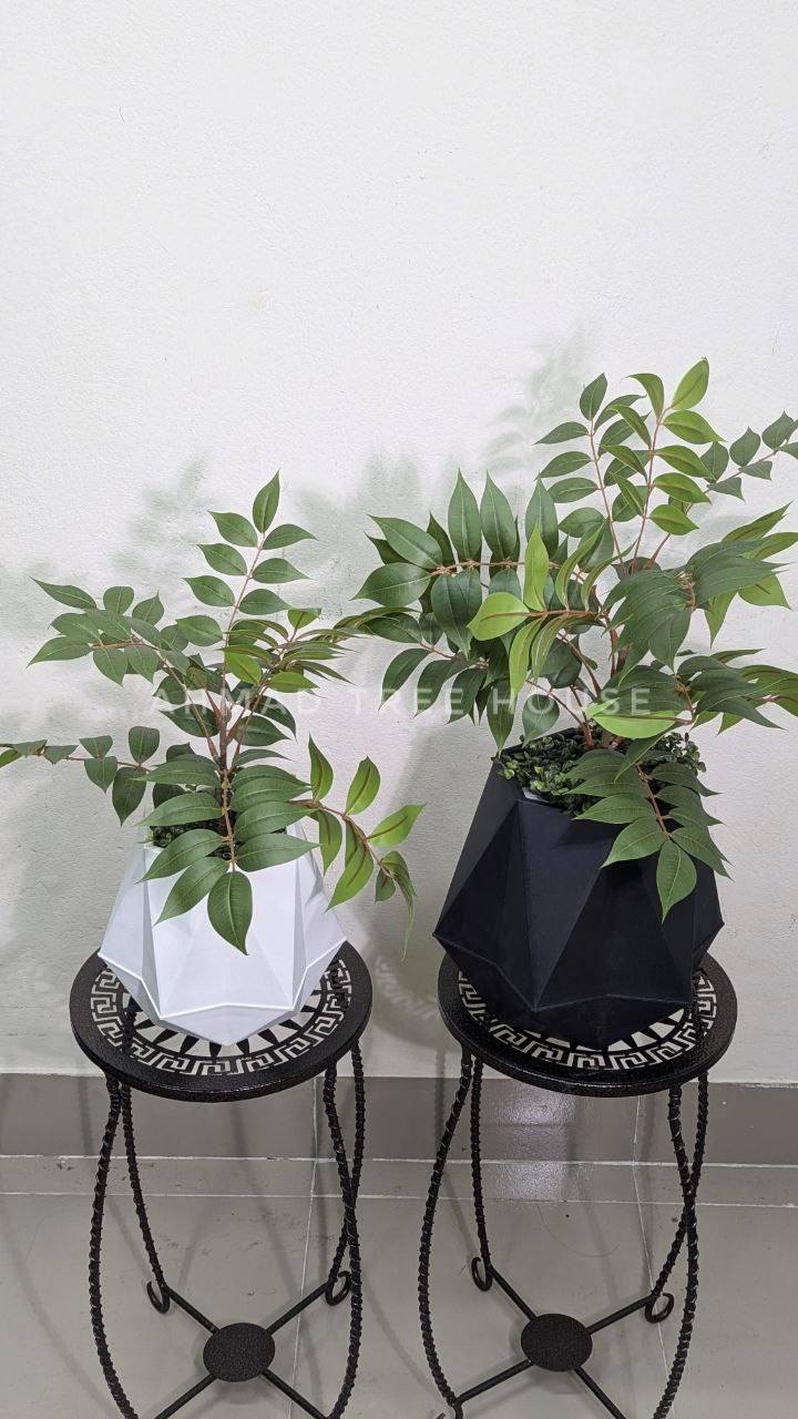Geometric Duo Planter Set (2 Tubs + 2 Plants) at 2550 tk only