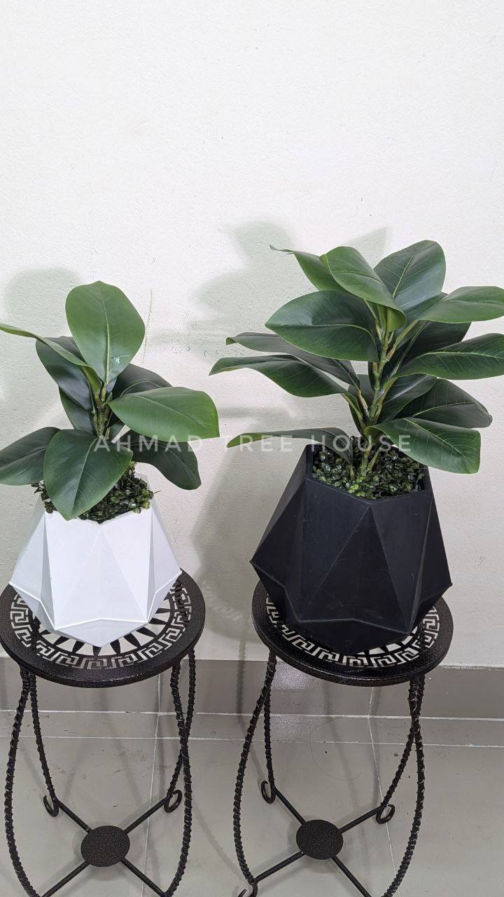 Geometric Duo Planter Set (2 Tubs + 2 Plants) at 2550 tk only