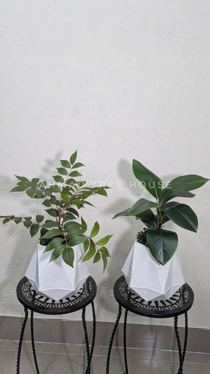 Geometric Duo Planter Set (2 Tubs + 2 Plants) at 2550 tk only