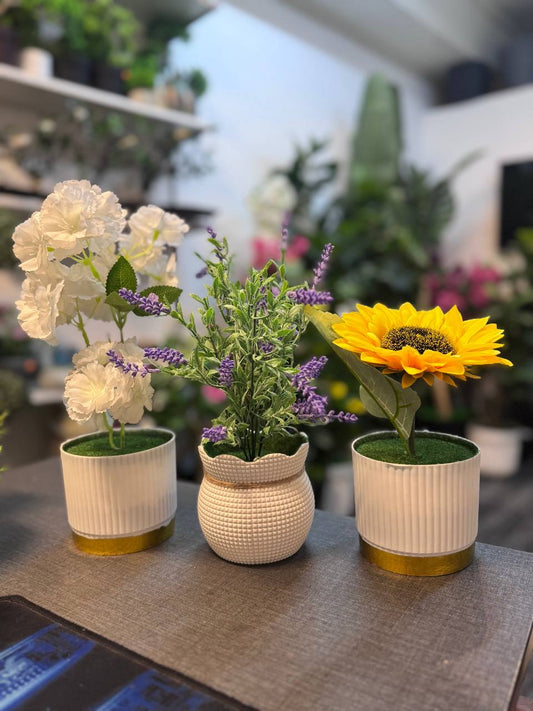 3-in-1 Combo – Bagan Bilash, Sunflower & Lavender