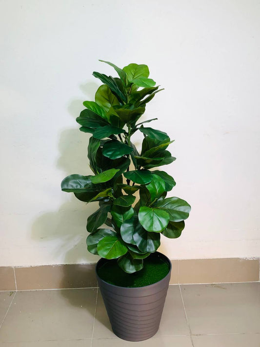 ATH Fiddle-leaf fig