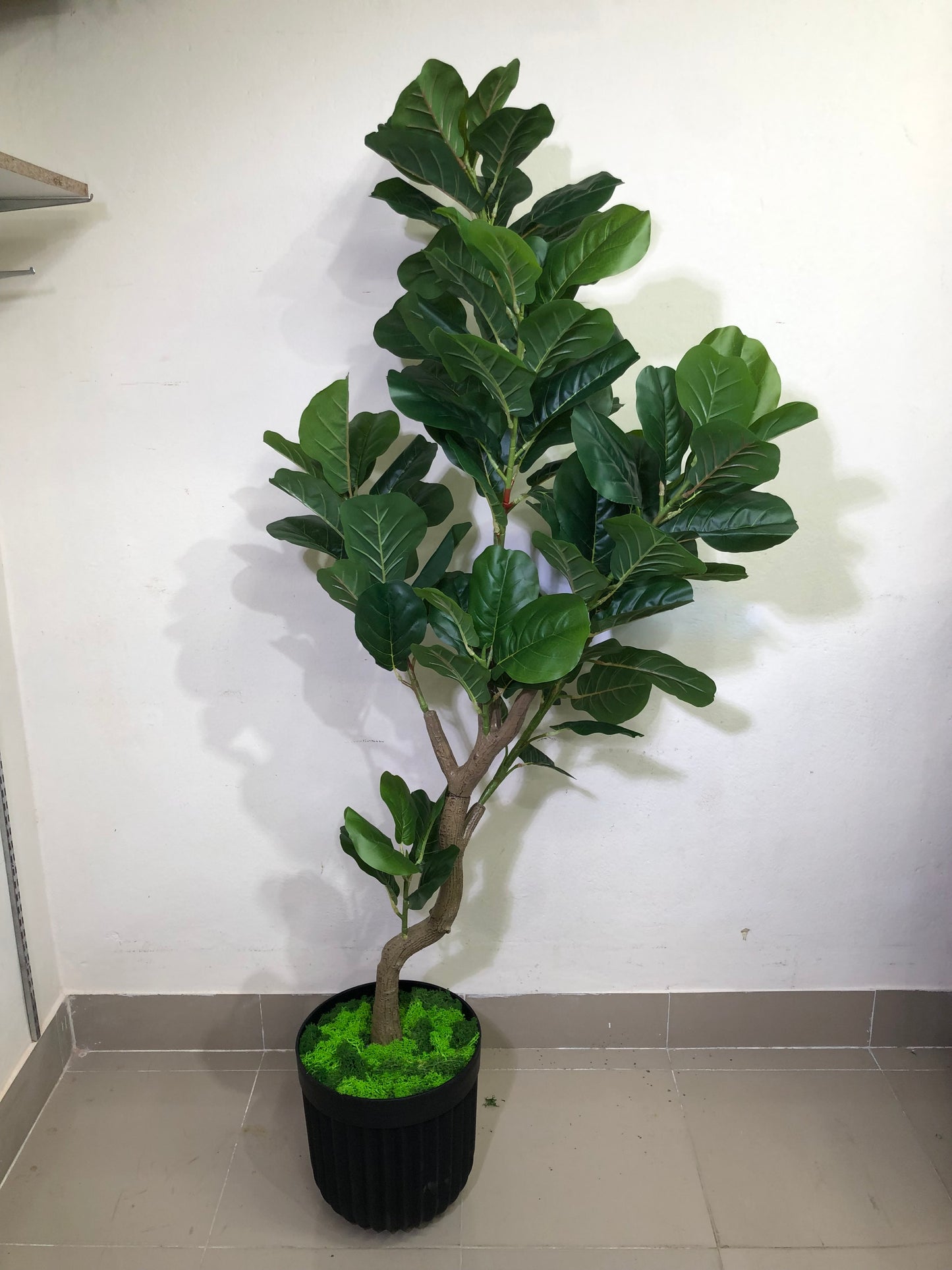 Premium Fiddle Leaf Plant – 5.5ft with Black Fiber Planter