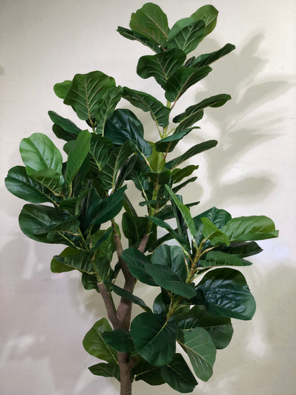 Premium Fiddle Leaf Plant – 5.5ft with Black Fiber Planter