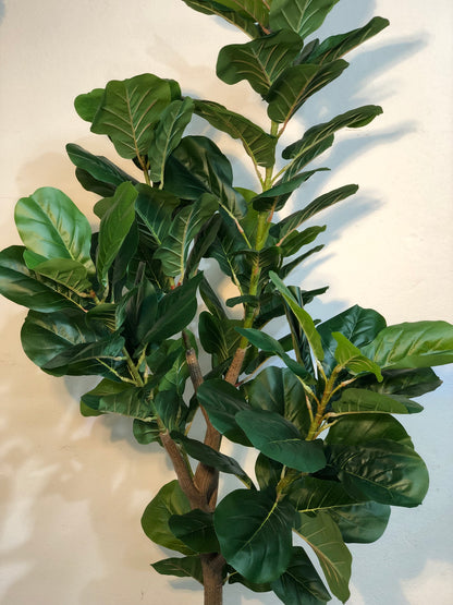 Premium Fiddle Leaf Plant – 5.5ft with Black Fiber Planter