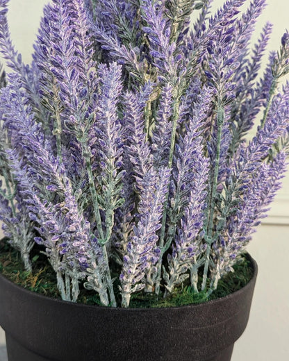 Ath-Lavender-with-regular-pot