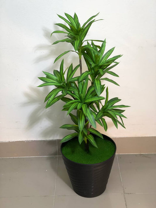 ATH Dracaena Grace