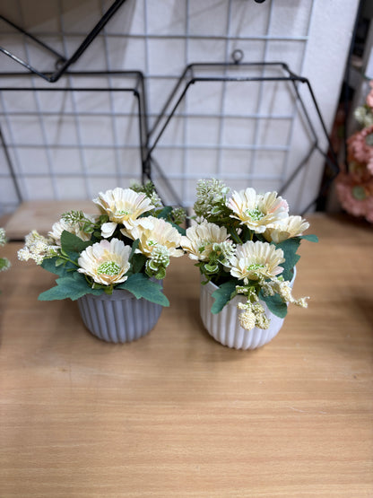 2 Green Plants Combo – 450 TK
