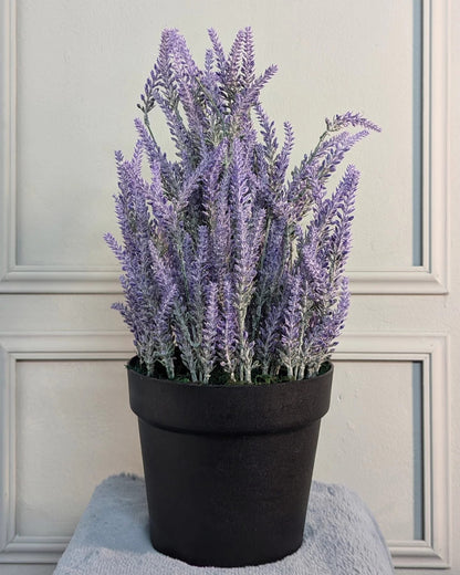 Ath-Lavender-with-regular-pot