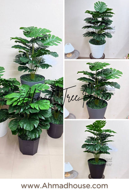 Premium 3ft Monstera – Premium Rubber Plant