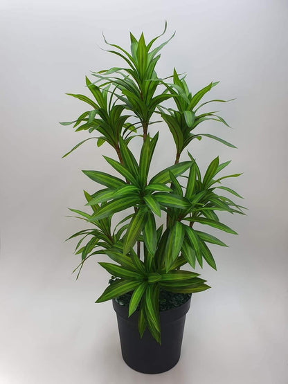 Ath-spider-plants