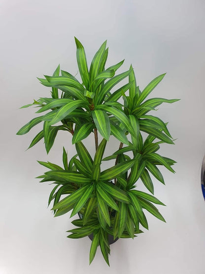 Ath-spider-plants