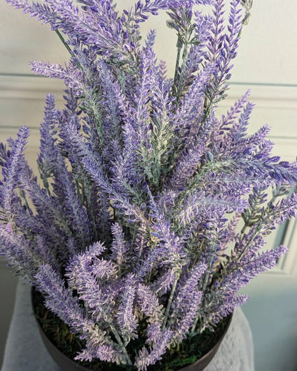 Ath-Lavender-with-regular-pot