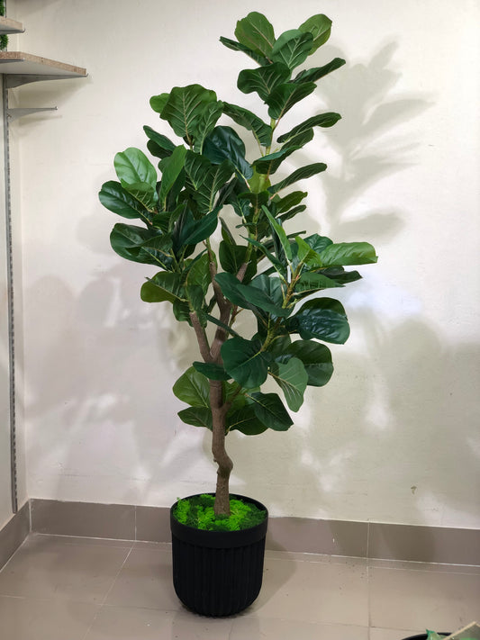 Premium Fiddle Leaf Plant – 5.5ft with Black Fiber Planter