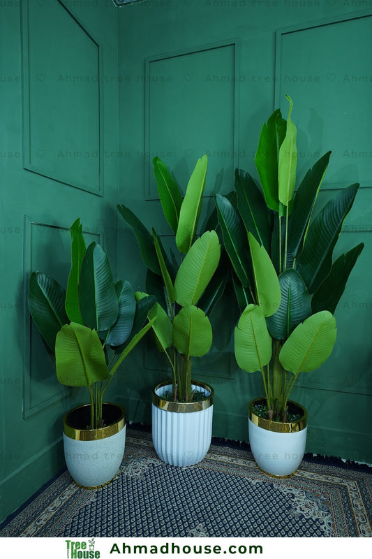 3 Birds of paradise set