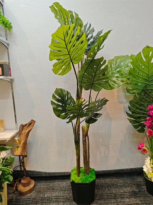 Big monstera tree