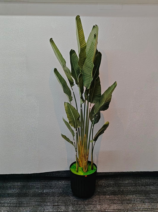 Birds of paradise (7feet)