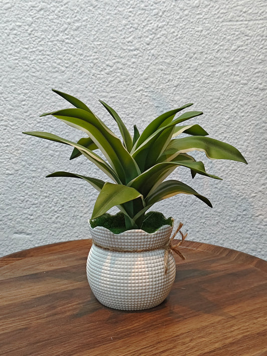 Mini alovera with white pot