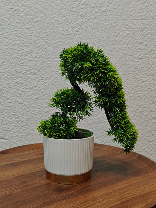 Mini Bonsai with white golden pot