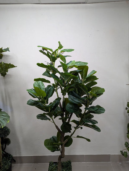 Majestic Broadleaf Ficus Tree with Geometric Pedestal