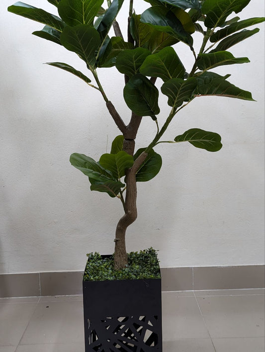 Majestic Broadleaf Ficus Tree with Geometric Pedestal