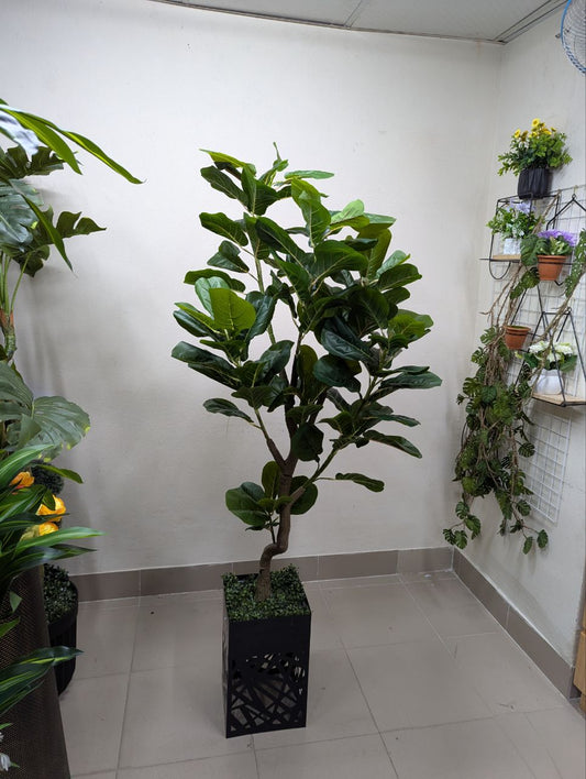 Majestic Broadleaf Ficus Tree with Geometric Pedestal