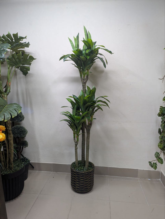 Emerald Oasis 8-Head Spider Plant (Dracaena Style)