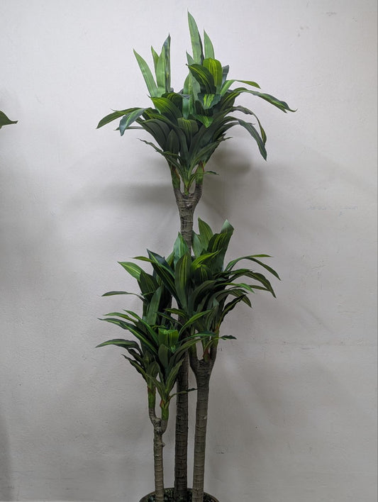 Emerald Oasis 8-Head Spider Plant (Dracaena Style)
