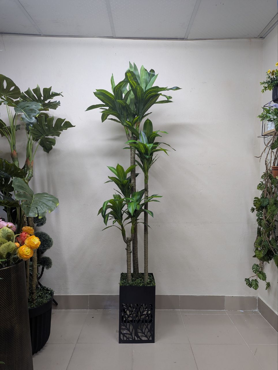 Towering Emerald 8-Head Spider Tree with Laser-Cut Pedestal