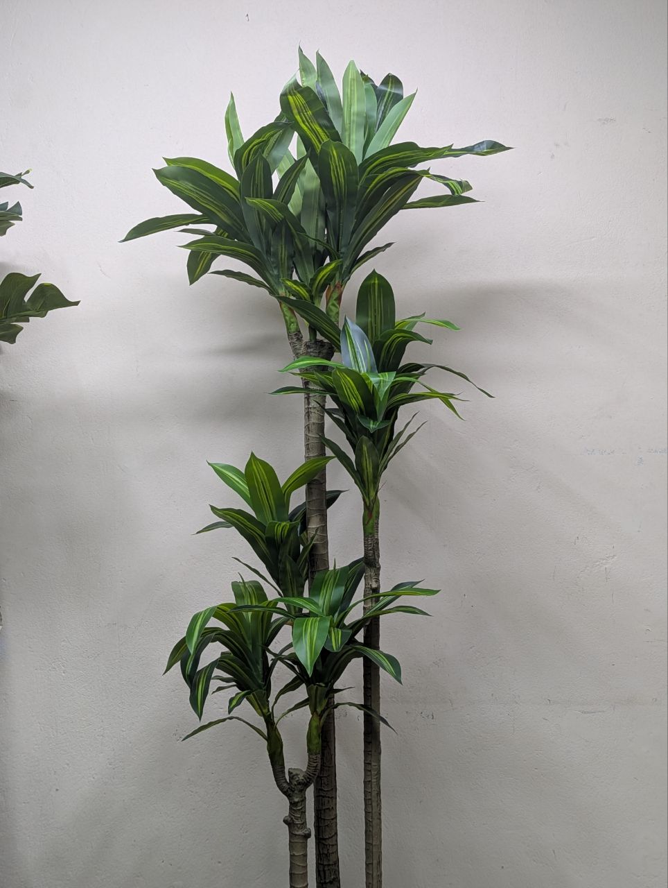 Towering Emerald 8-Head Spider Tree with Laser-Cut Pedestal