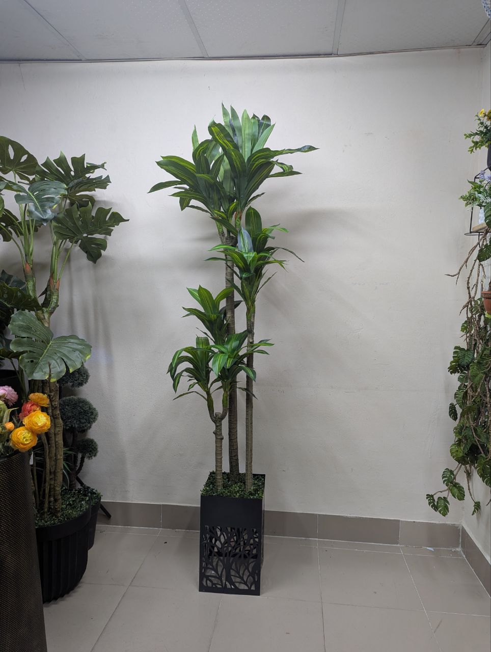 Towering Emerald 8-Head Spider Tree with Laser-Cut Pedestal