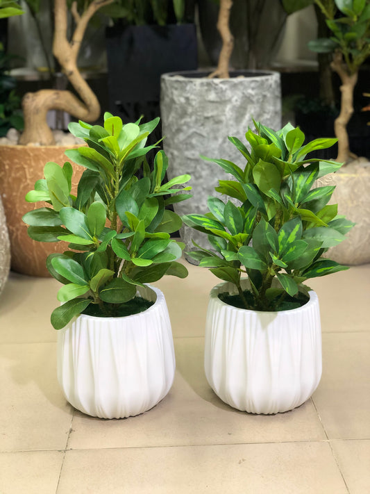 artificial plants combo
