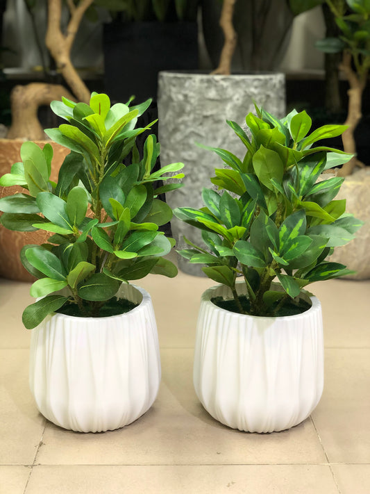 artificial plants combo