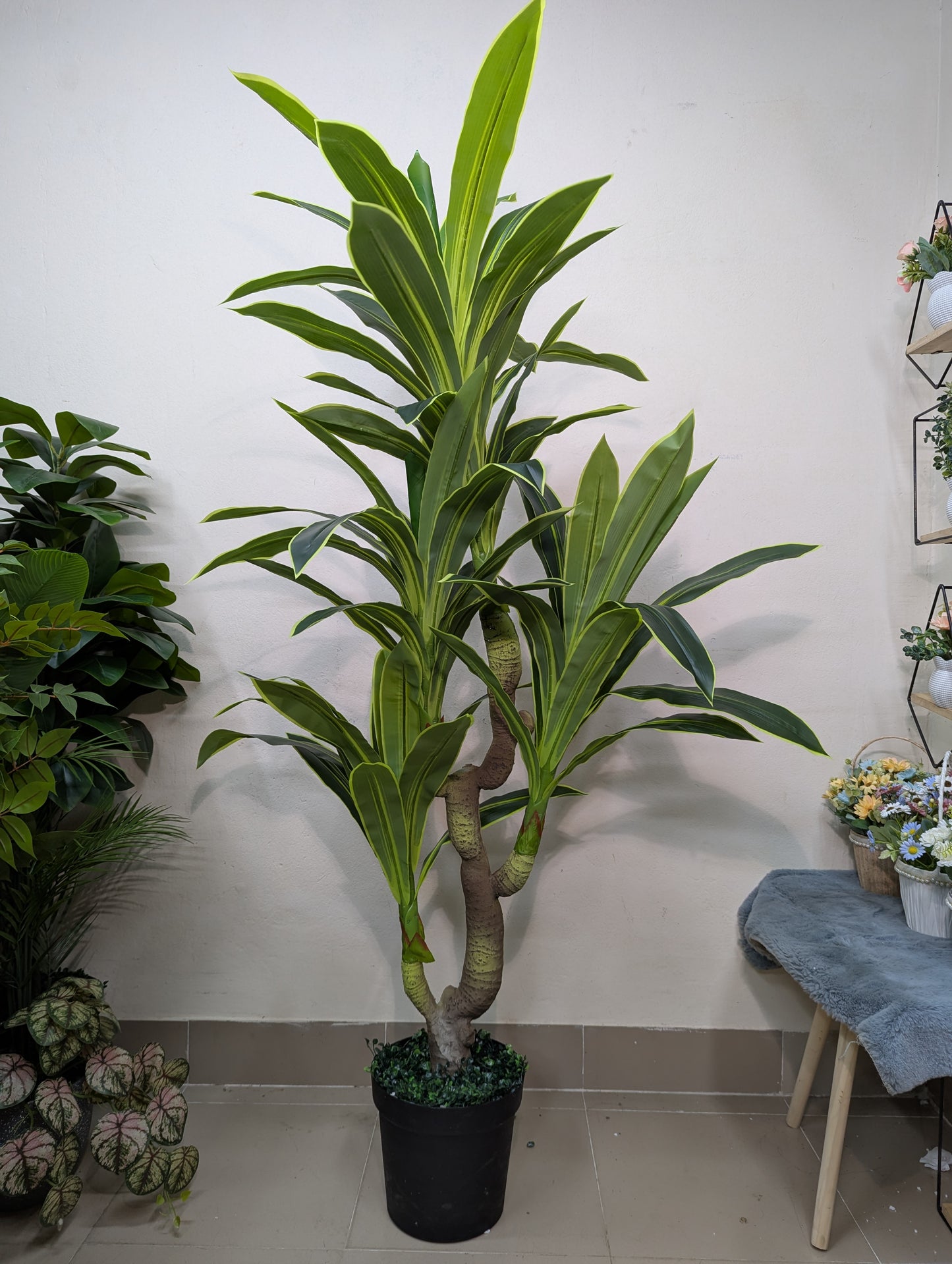 Artificial Dracaena Corn Plant with matte tub (4 head)