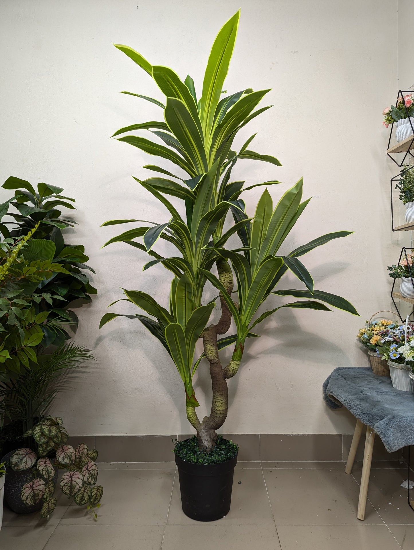 Artificial Dracaena Corn Plant with matte tub (4 head)