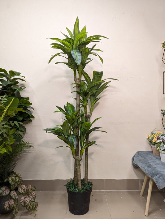 Artificial Dracaena Corn Plant with matte tub (8 head)