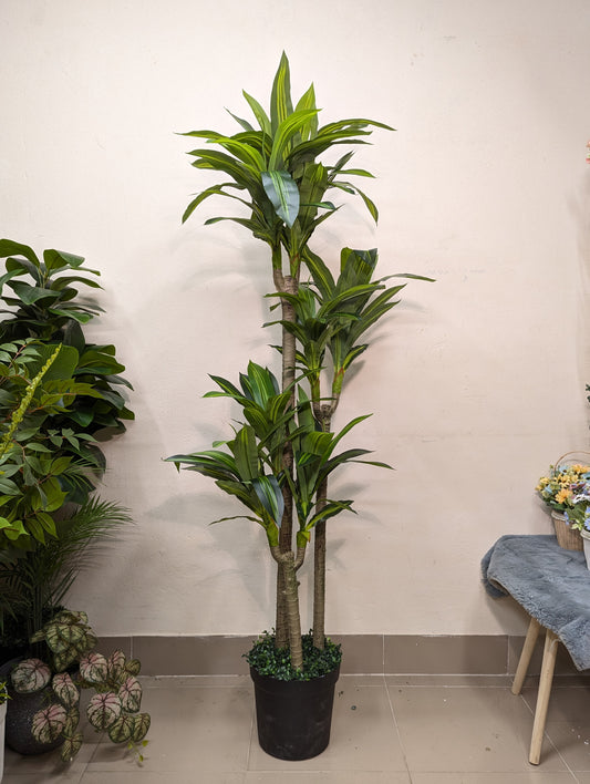 Artificial Dracaena Corn Plant with matte tub (8 head)