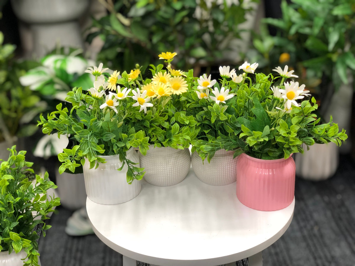 Artificial daisy and greenery pot combo - 4 pieces