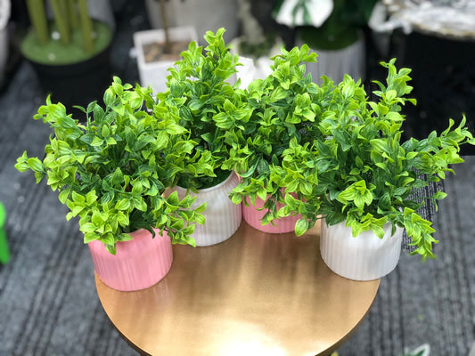 Artificial greenery pot combo offer - top view