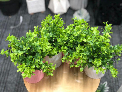 Artificial greenery pot combo offer - detailed view