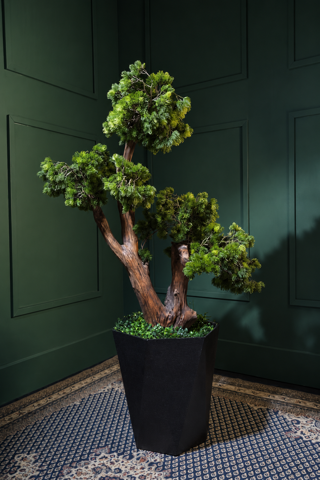 Multi-trunk bonsai in a black planter — Ahmad Tree House project