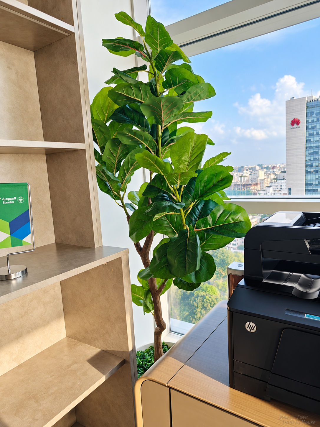 Fiddle-leaf tree beside an office window — Ahmad Tree House project