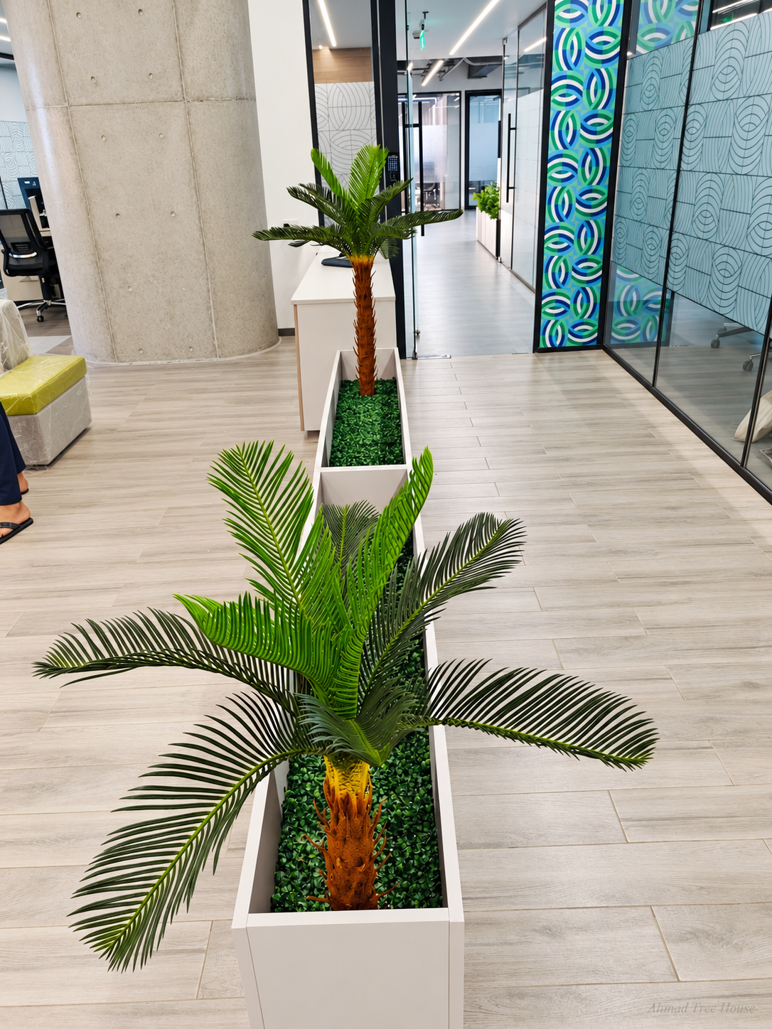 Cycas palms lining an office corridor — Ahmad Tree House project
